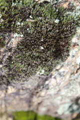 Grimmia
