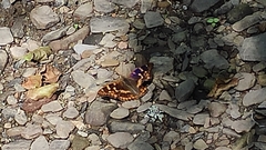 Apatura ilia