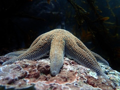 Stichaster australis