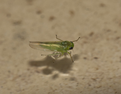 Cicadellidae