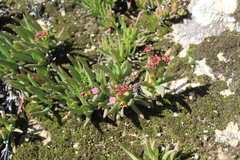 Ruschia diversifolia