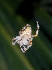 Araneus pallidus