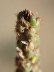 Plantago maritima serpentina
