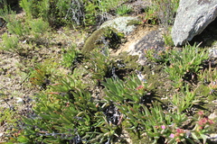 Ruschia diversifolia