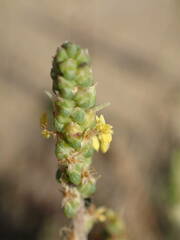 Plantago maritima serpentina