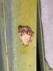 Araneus pallidus