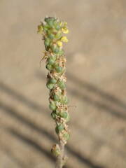 Plantago maritima serpentina