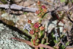 Ruschia diversifolia