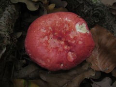 Russula silvestris