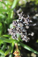 Ruschia diversifolia