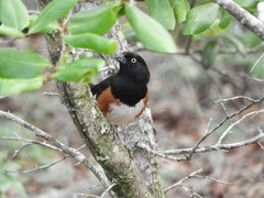 Pipilo erythrophthalmus