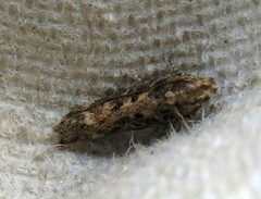 Scrobipalpa ocellatella