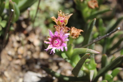 Ruschia diversifolia