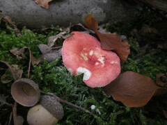 Russula silvestris