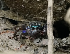 Parasesarma indiarum