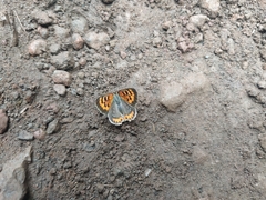 Lycaena phlaeas phlaeoides