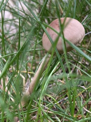 Marasmius oreades
