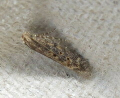 Scrobipalpa ocellatella