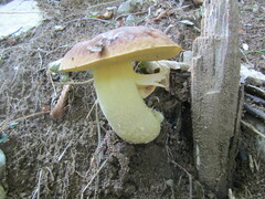 Hemileccinum depilatum