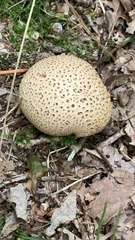 Scleroderma citrinum