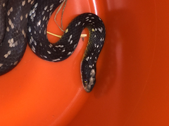 Coluber constrictor anthicus