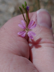 Epilobium brachycarpum