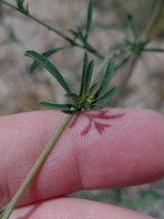 Epilobium brachycarpum