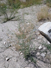 Epilobium brachycarpum