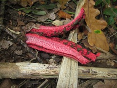 Clathrus archeri
