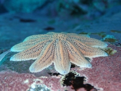 Stichaster australis