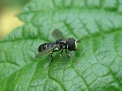 Paragus pecchiolii