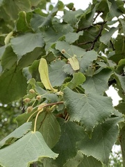 Tilia