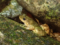 Amolops albispinus