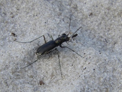 Cicindela abdominalis