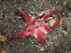 Clathrus archeri