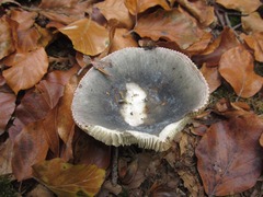 Russula grisea