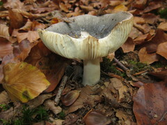 Russula grisea