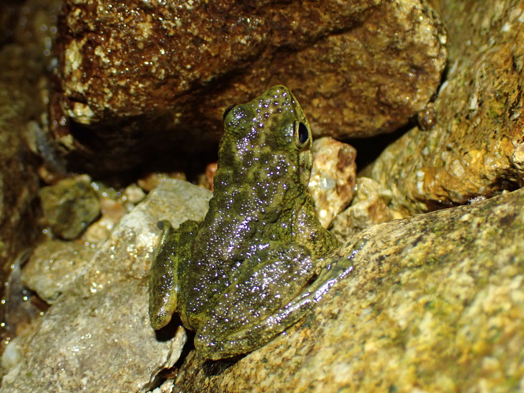 White-Spined Cascade Frog