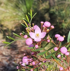 Boronia pinnata