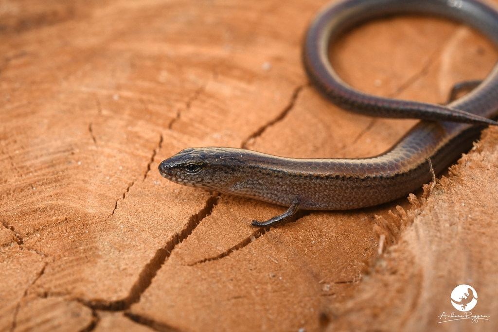 Two-toed Earless Skink