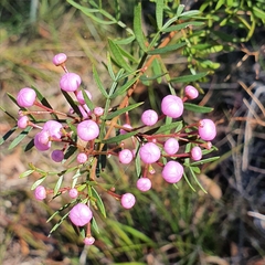Boronia pinnata