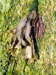 Fucus