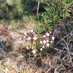 Boronia pinnata