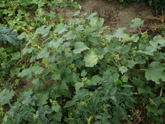 Xanthium orientale riparium