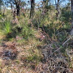 Boronia pinnata