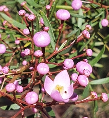Boronia pinnata