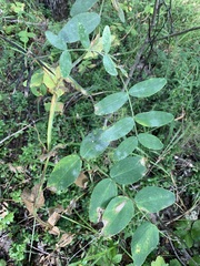 Lathyrus pisiformis