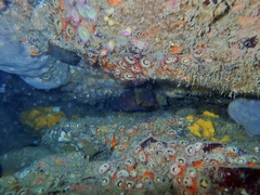 Lotella rhacina