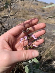 Syncolostemon incanus