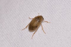 Berosus